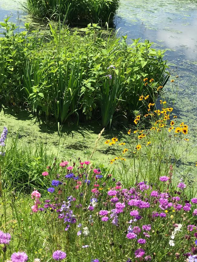 Wetland vegetation and wild flowers. (D. McGrath, 2017)